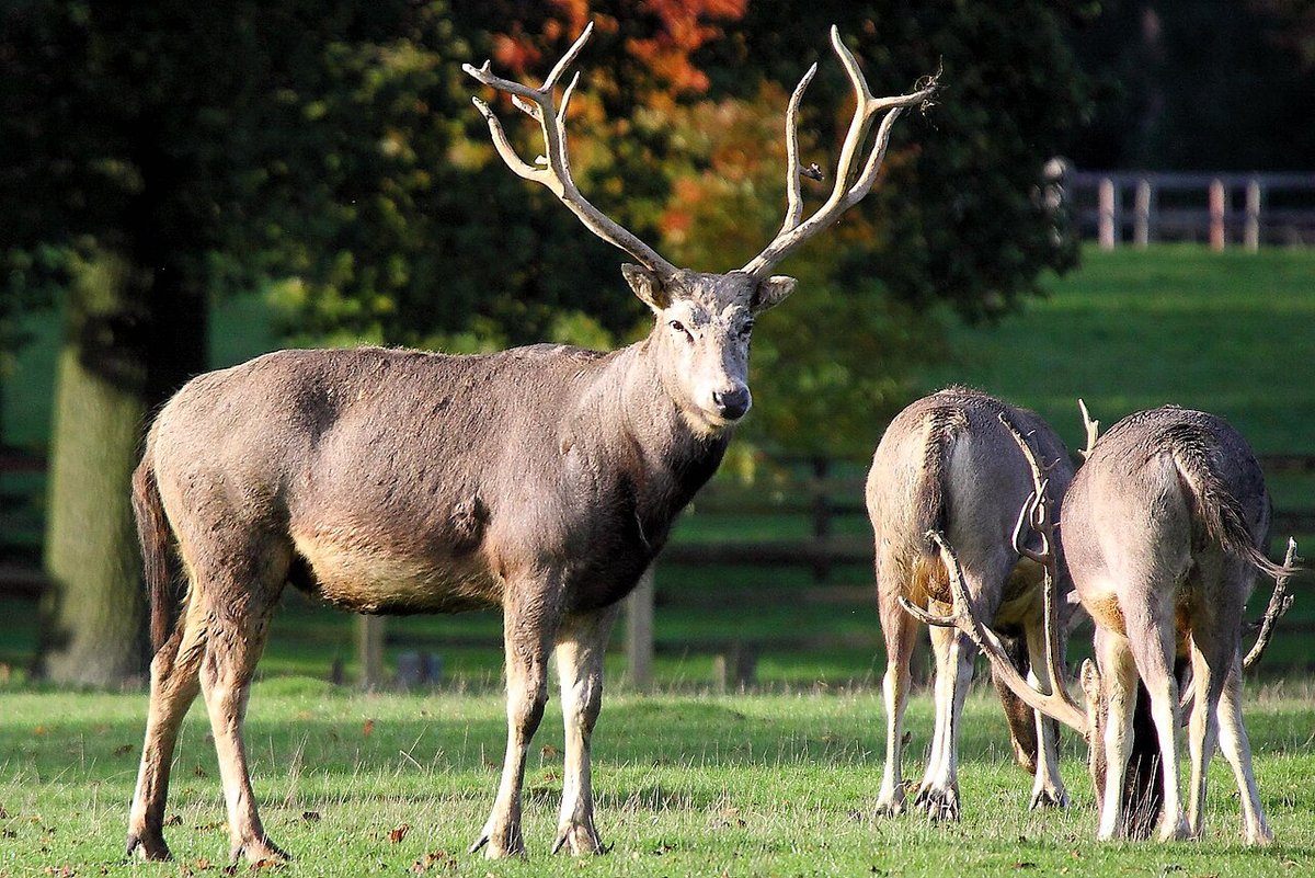 Deer Park, NY - Père David's deer - Simple English Wikipedia, the free encyclopedia